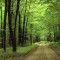 green-forest-natural-road