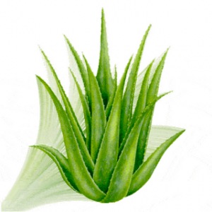 aloe_vera-therapia