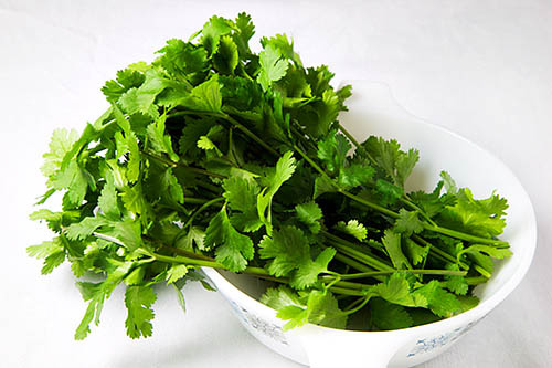 Fresh Coriander Leaves in a White Dish