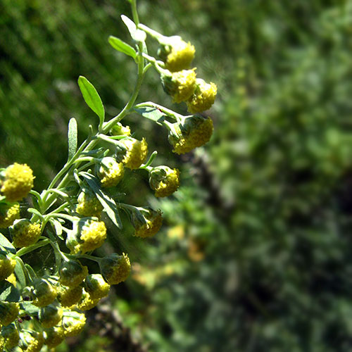 ARTEMISIA-ABSINTHIUM