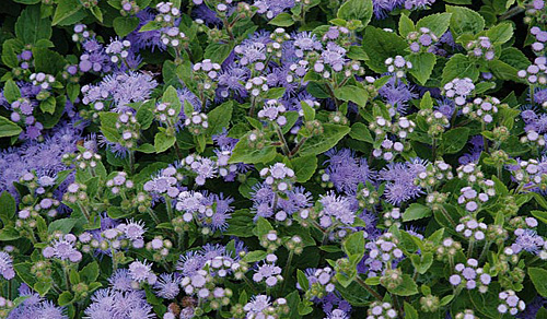 Ageratum-Houstonianum-Tycoon-F1-Blue