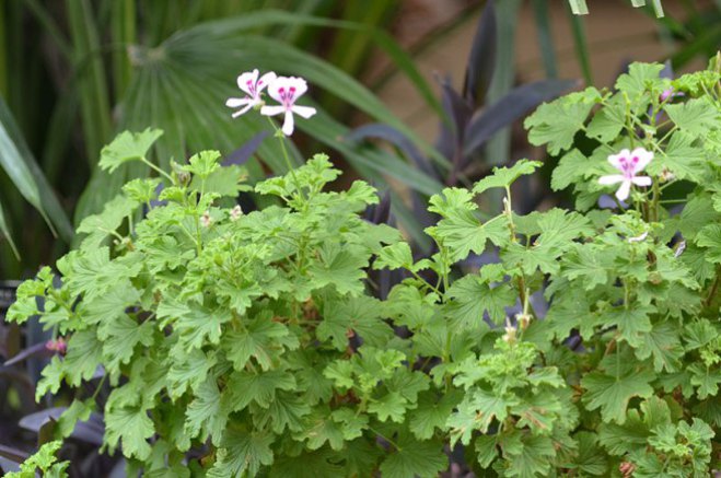 Pelargonium-crispum-Minor-rbg-form