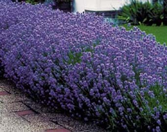 lavandula_angustifolia_dwarf_blue